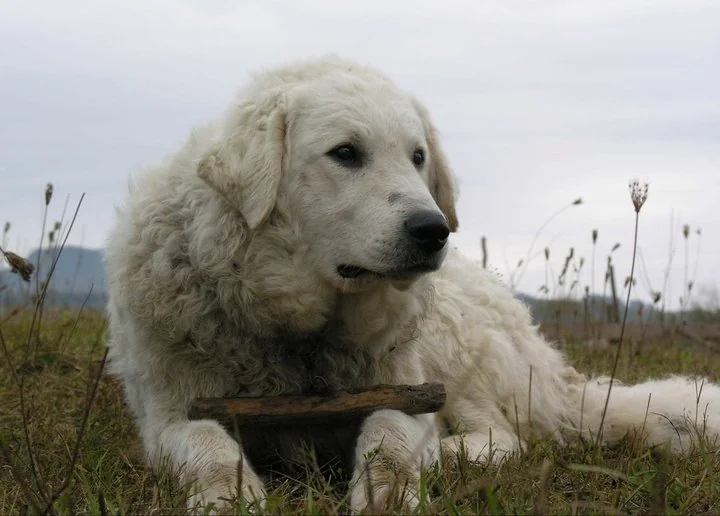 Kuvasz dog