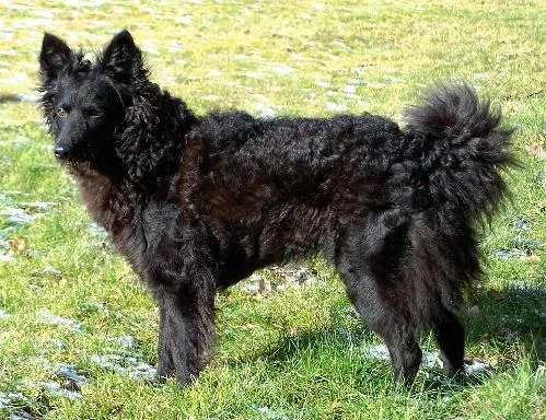 Mudi dog