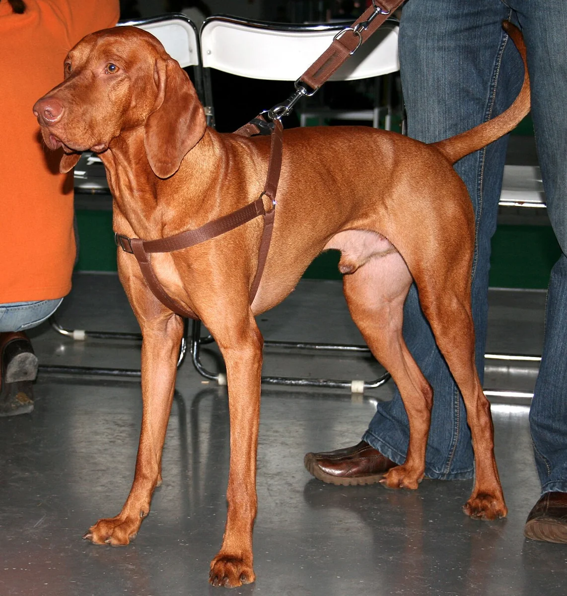 Kortharige Vizsla met goudkleurige vacht