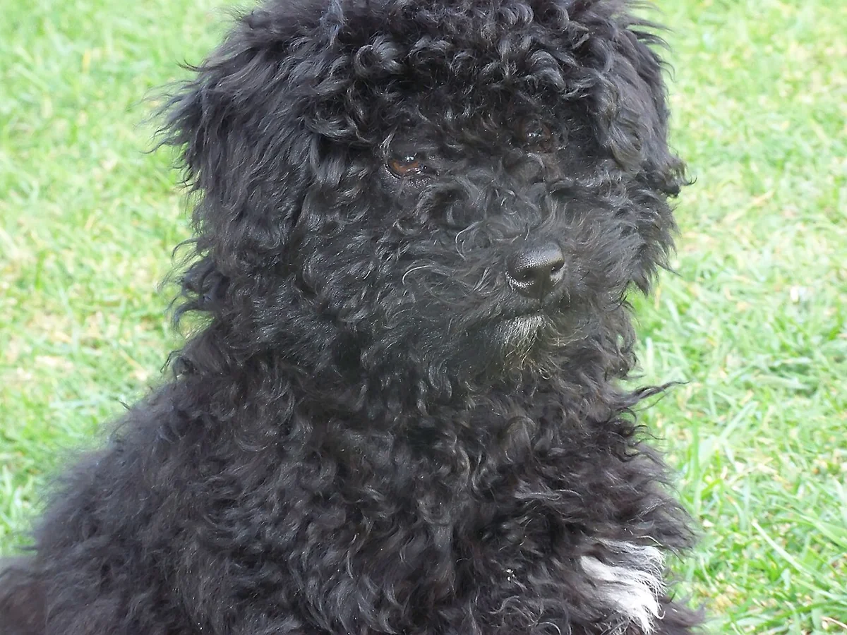 Puli-pup met zachte krullen
