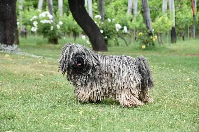 Een Puli: samen op ontdekking