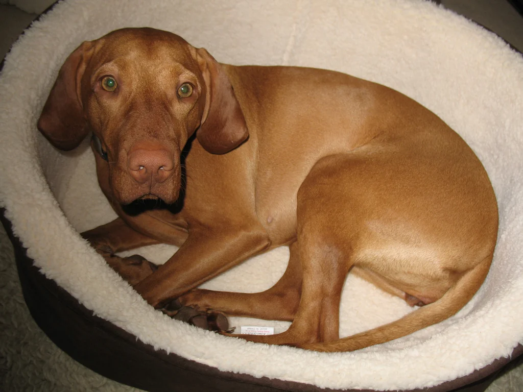 Vizsla in rust