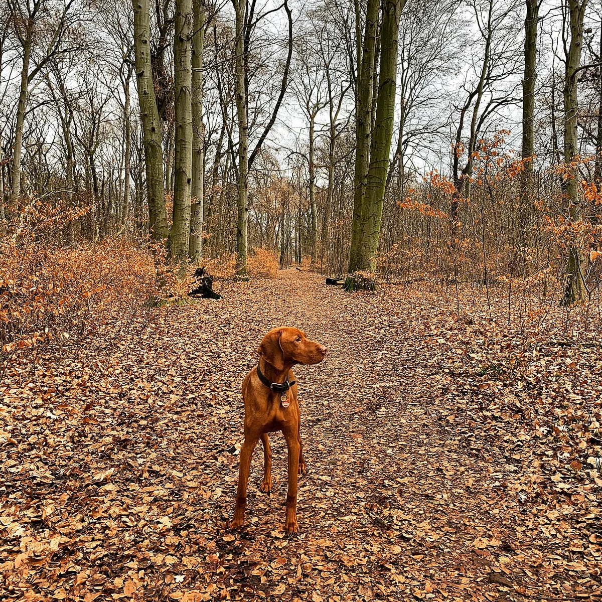 Vizsla op een bospad