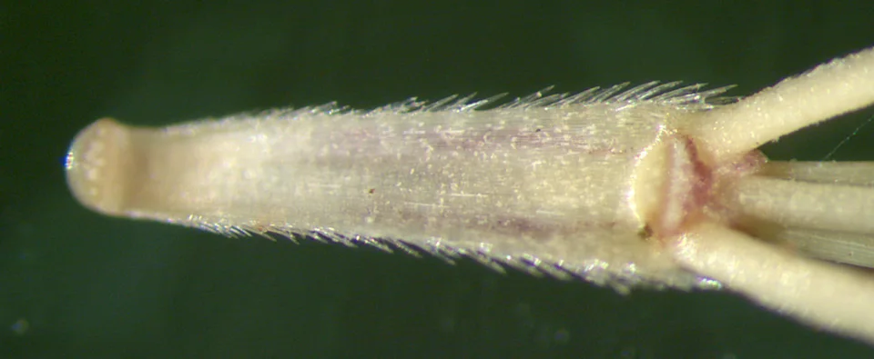 Sterk vergrote echte detailfoto van de basis van een aartjescluster van kruipertje, met kleine naar achteren gerichte haartjes.