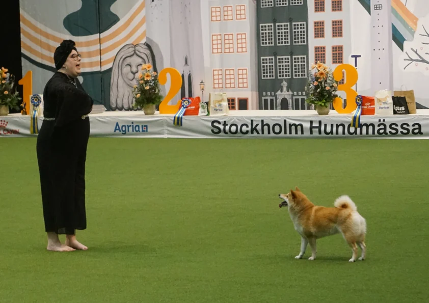 Hond en begeleider tijdens heelwork to music in Stockholm