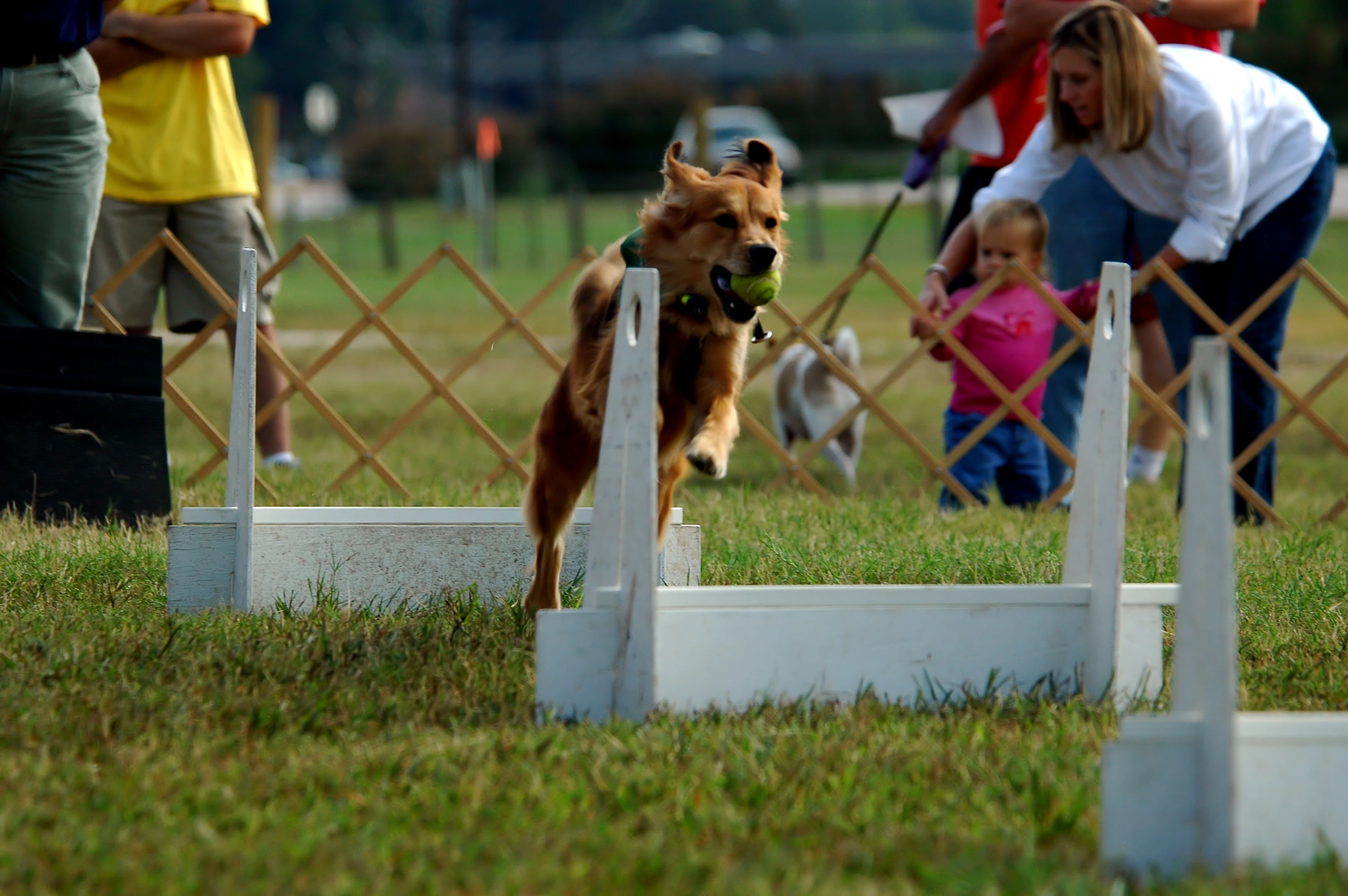 Golden retriever met een bal tijdens flyball
