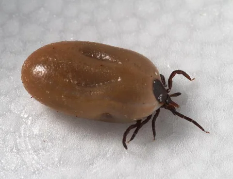 Echte foto van een volgezogen vrouwtje Ixodes scapularis met een groot bruin lijf en donkere pootjes aan de voorkant.
